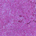Spiritually Complex (Violet with Blue Pearls)