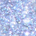 Frostiwinkle (Periwinkle)